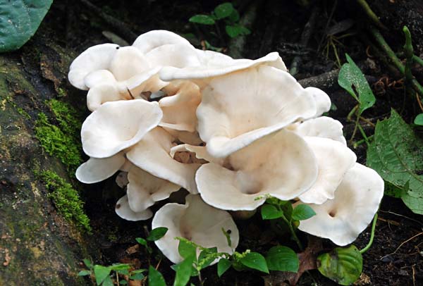 Pleurotus concavus 2011 ed S.jpg