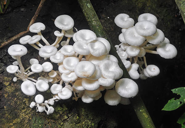 Pleurotus concavus Masha S.jpg