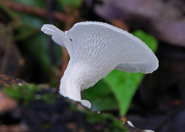 Polyporus tenuiculus Jatun Sacha S.jpg