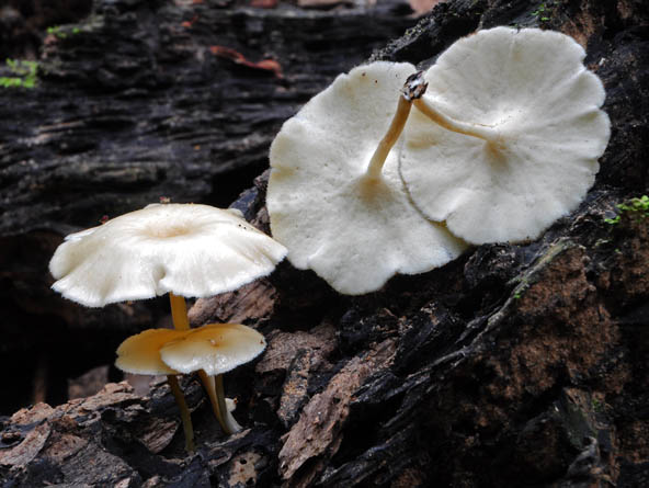 Polyporus tricholoma Q S.jpg