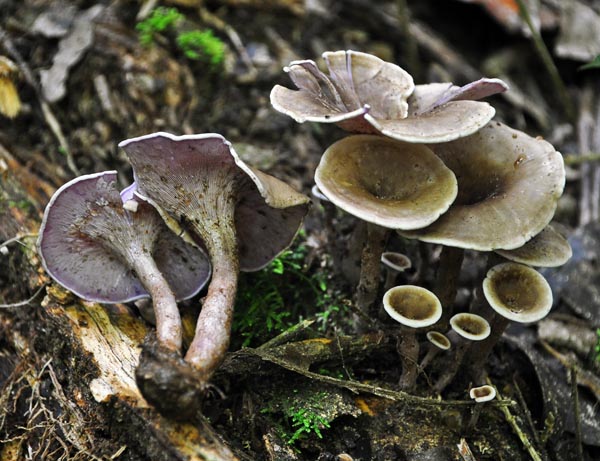 Trogia cantharelloides WM S.jpg