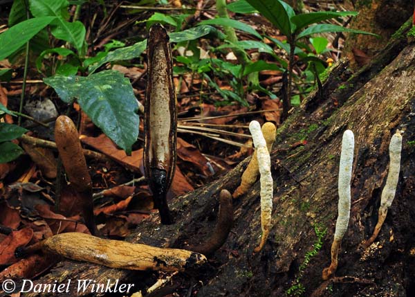 Xylaria telfairii Xylaria sp DW S.jpg