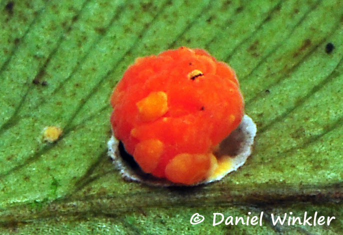 Aschersonia Insect eggs QQ Coroico Dw Ms.jpg