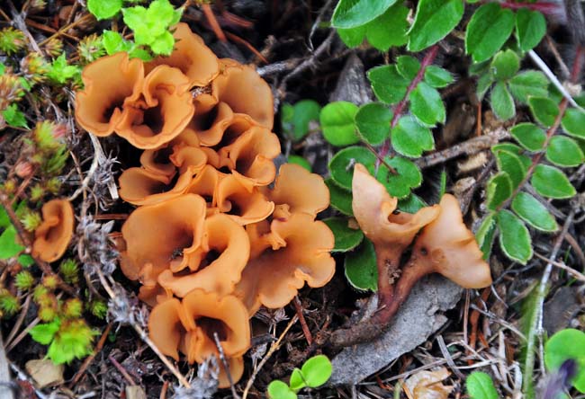 Asco cluster Nyade ed S.JPG