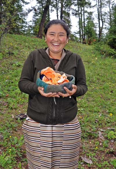 Lhaga Laetiporus sulpherus Cr S.jpg