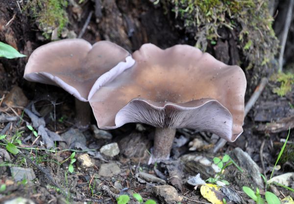 Lepista nuda Nyade s.JPG