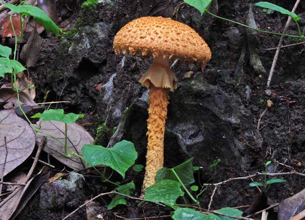 Amanita flavofloccosa Chengdu2011 S.jpg