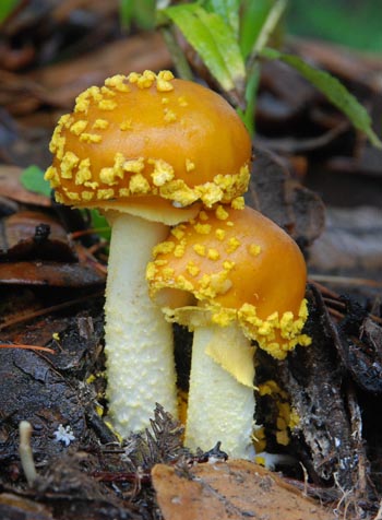 Amanita Taktsang Bhutan S.jpg
