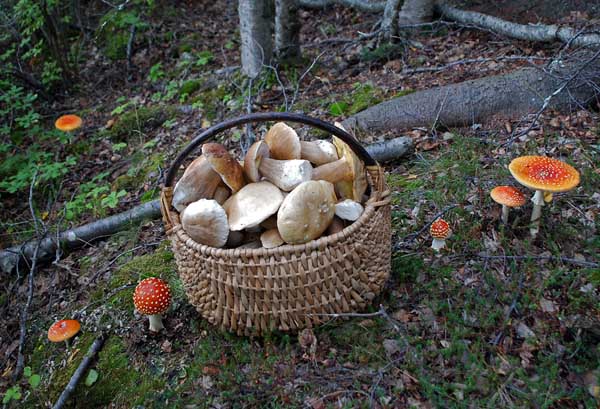 Bolete basket Amanita muscaria Girdwood 2011 S.jpg