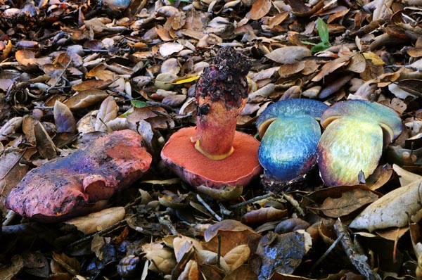 Boletus amygdalinus display ed S.jpg