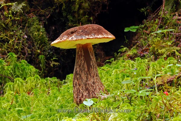 Boletus Mirabilis Girdwood DW S.jpg