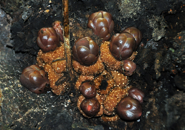Balanophora fungosa var  indica S.jpg