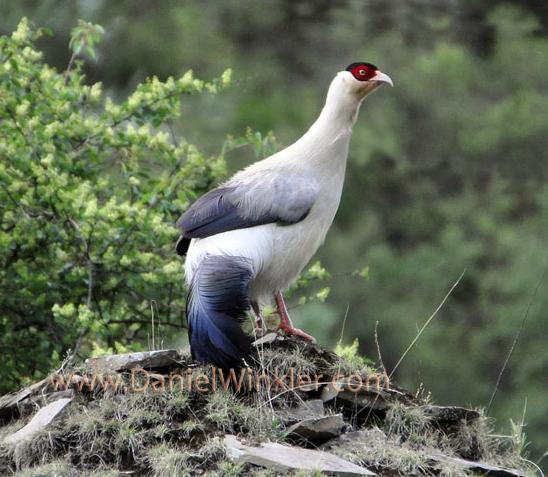 White Eared Pheasant Croddoptilon crossoptilon in Nyarong / Xinlong
