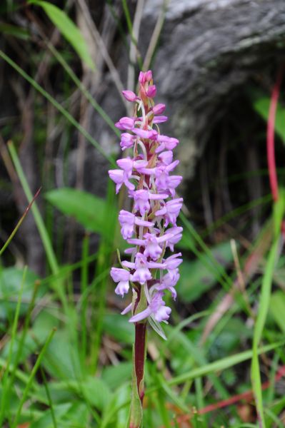 Gymnadenia orchidis Tibet