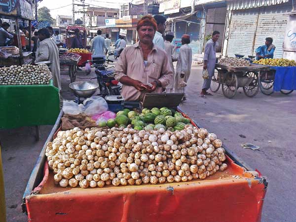 Padaxis pistillaris  Khumdi market Pakistan